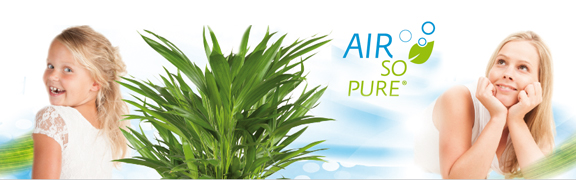 org:/banners product categories/airsopurebanner-2.jpg